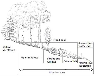 Pressures on Boreal Riparian Vegetation: A Literature Review